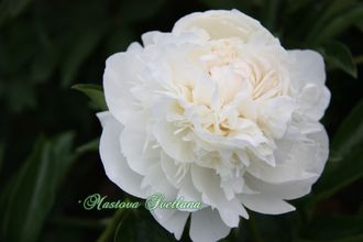 Paeonia Elsa Sass