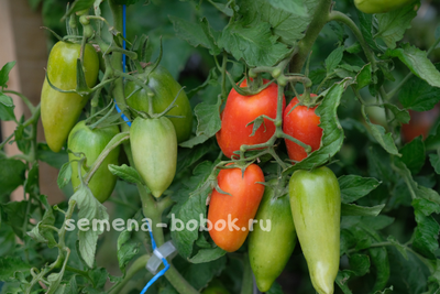 Томат Корнабель F1, 3 шт.