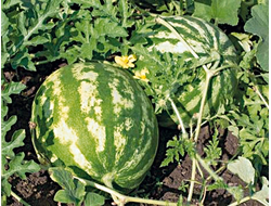 арбуз "Васко" семена 5 шт.