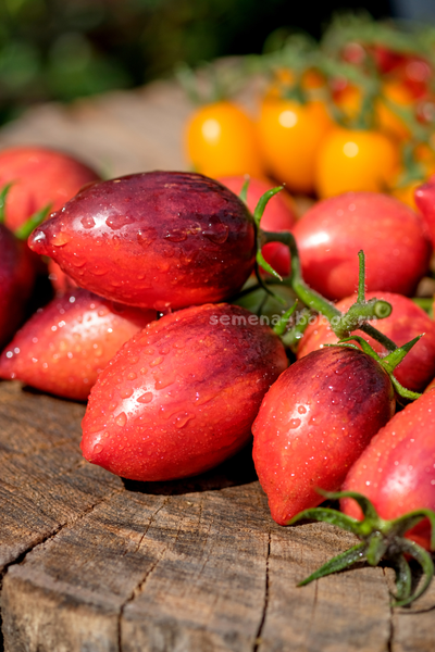 Томат Загадка Клубничного Водопада