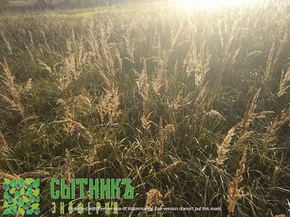 Чистое фермерское хозяйство