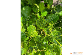 Обработка листьев растений от насекомых