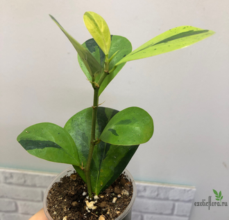 Ficus Diversifolia var.  Watermelon / фикус дельтовидный Арбуз