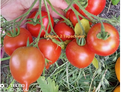 Томат Гибрид №2 Тарасенко