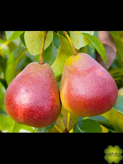 Груша &quot;Северянка краснощекая&quot; (среднеспелая)