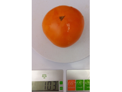 Томат Гном Парень из Локстона (Dwarf Loxton Lad)