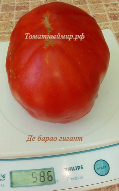 Томат Де Барао гигант