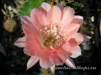 Echinopsis hybrid `Karamel` x Echinopsis hybrid - 5 семян