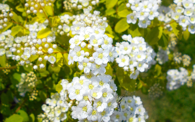 Спирея Вангутта Gold Fountain