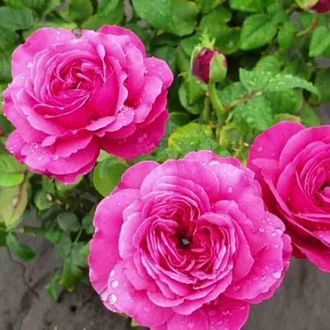 принцесса Киши (Princess Kishi)