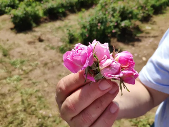 Гидролат Роза Дамасская (Rosa Damascena) Болгария, лепестки 100 мл