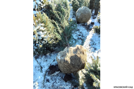 Можжевельник Блю Эрроу 3 метра - Фотография зимой - Красовский-Сад.рф