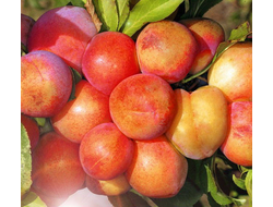 Слива Жемчужина Урала