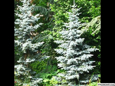 Ель Костер - Koster