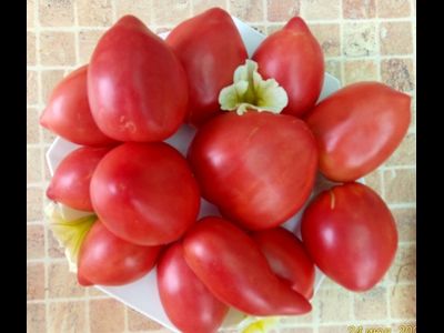 Томат Остроконечник СШA (USA Pointue)