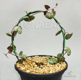 Ceropegia woodii