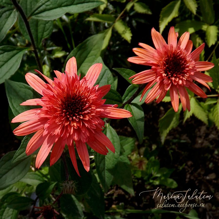 Echinacea Raspberry Truffles