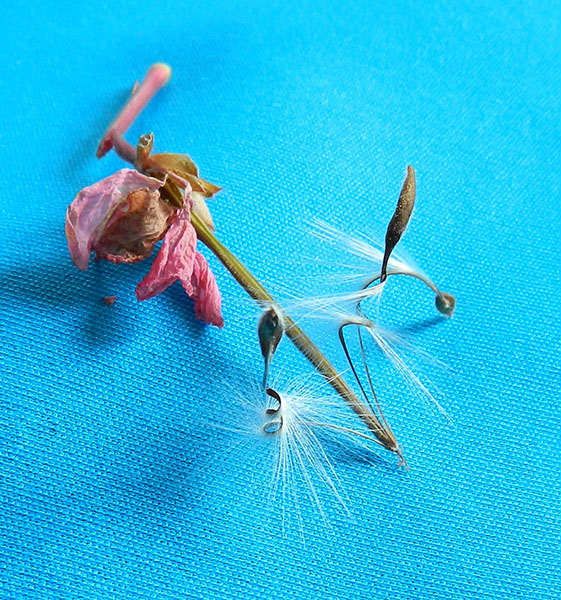 созревшие семена пеларгонии