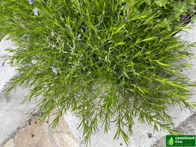 Флокс шиловидный "Г.Ф.Вилсон"