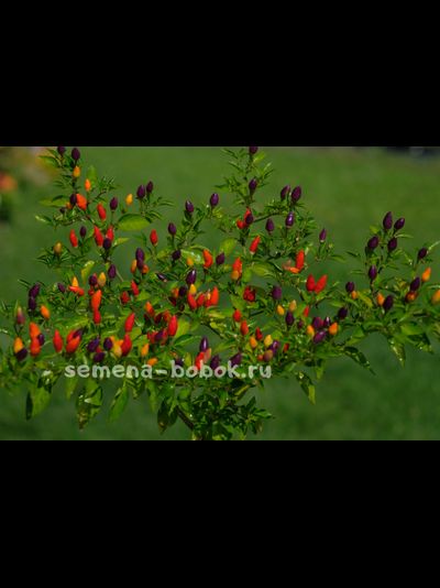 Перец острый NuMex Twilight, 10 шт