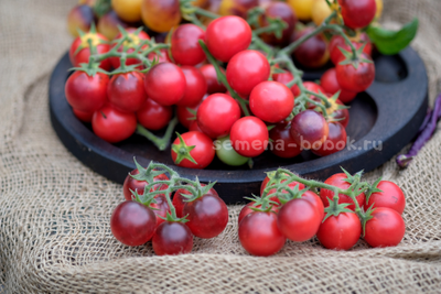 Томат Маленький Красный Корвет (Little Red Corvete), 10 шт