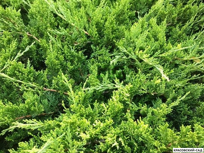 Можжевельник Рокери Джем - Rockery Gem