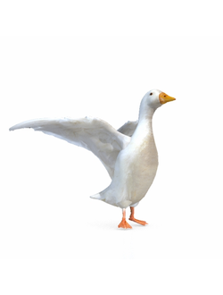 птицы Гусь duck