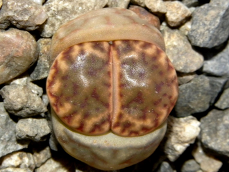 Lithops bromfieldii PV980 (Чехия) - 10 семян