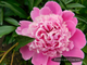 Пион Pink Pom Pom (Пинк Пом Пом)