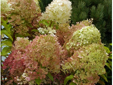 Гортензия метельчатая ( Hydrangea paniculata &#039;Romantic Ace&#039; = &#039;Жемчужина Фестиваля&#039; = &#039;Perle de Festival&#039;), ЗКС