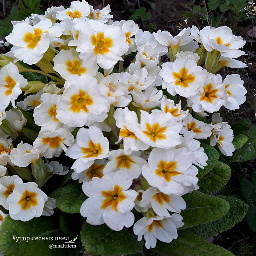 Primula elatior 'Crescendo White'  Примула Крещендо 