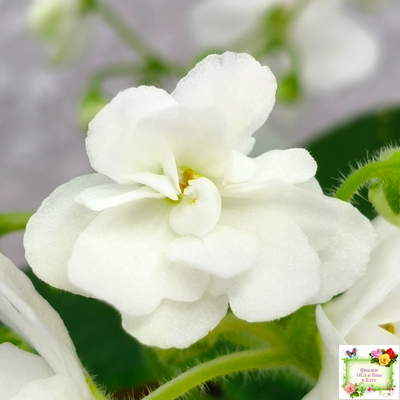 ШН-Космическая Фея (Н. Шушакова) 2019 г.