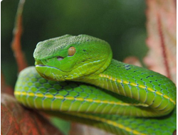 Куфия Фогеля, или зеленая куфия (Trimeresurus vogeli)