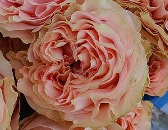Роза чайно-гибридная Краун Принцесс