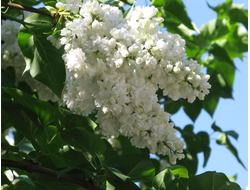 Алиса Хардинг