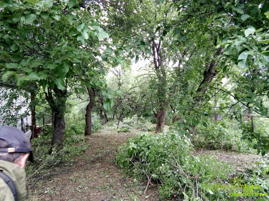 Удаление подлеска, кустарников, нижних ветвей плодовых деревьев