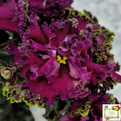 ПТ-Мерло Люкс (Т. Пугачева)