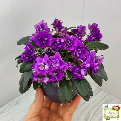 Senk's Longlegs (R. Follett/D. Senk) (9861) 01/30/2008 трейлер