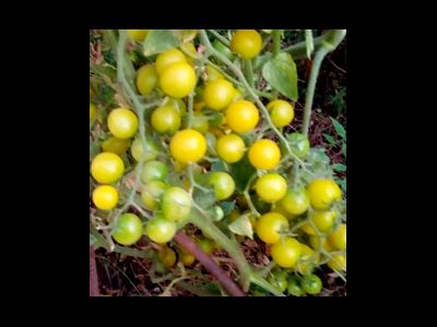 Томат Зеленый виноград (Green Grape)