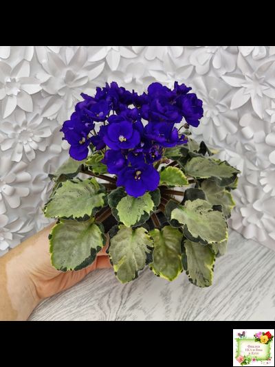 Harmony's Little Stinker-2 (Harmony) листовая химера