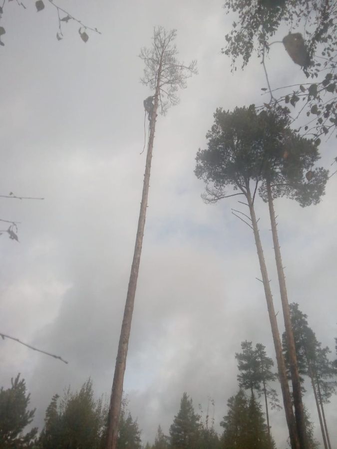 Спил сухой сосны на кладбище  в Заклинье 1