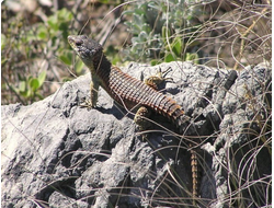 Обыкновенный поясохвост (Cordylus cordylus)