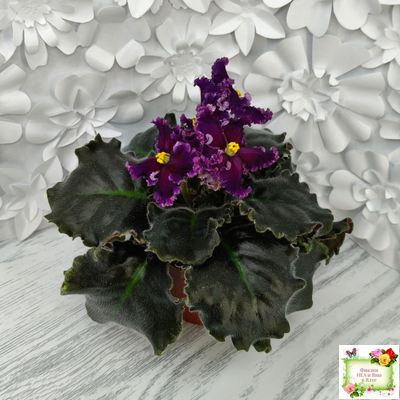 НК-Декамерон (Н.Козак) 2019 г.