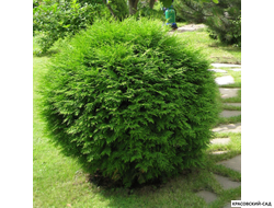 Туя западная Вудварди - Woodwardii