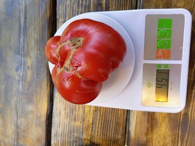 Томат Санта Лючия, (Sainte Lucie) США