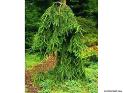 Ель Фробург - Фото 1 - красовский-сад.рф