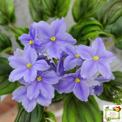 LV-Небо в Кармашке (Л. Шевелева) трейлер (пестролистный клакамас) сеянец