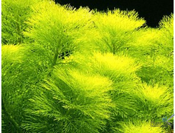 Лимнофила водная (пучок)