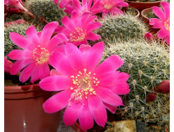 Rebutia (Ребютия)