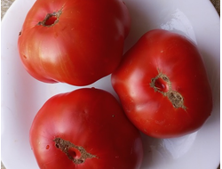 Томат Гном Танунда Ред (Dwarf Tanunda Red)